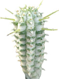 Variegated Corn Cob Cactus in Clay Pot K43891