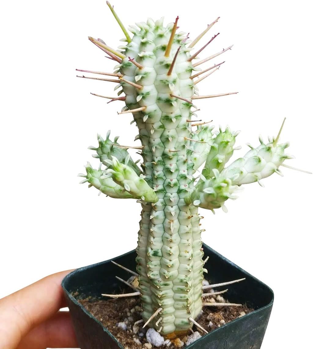 Variegated Corn Cob Cactus in Clay Pot K43891
