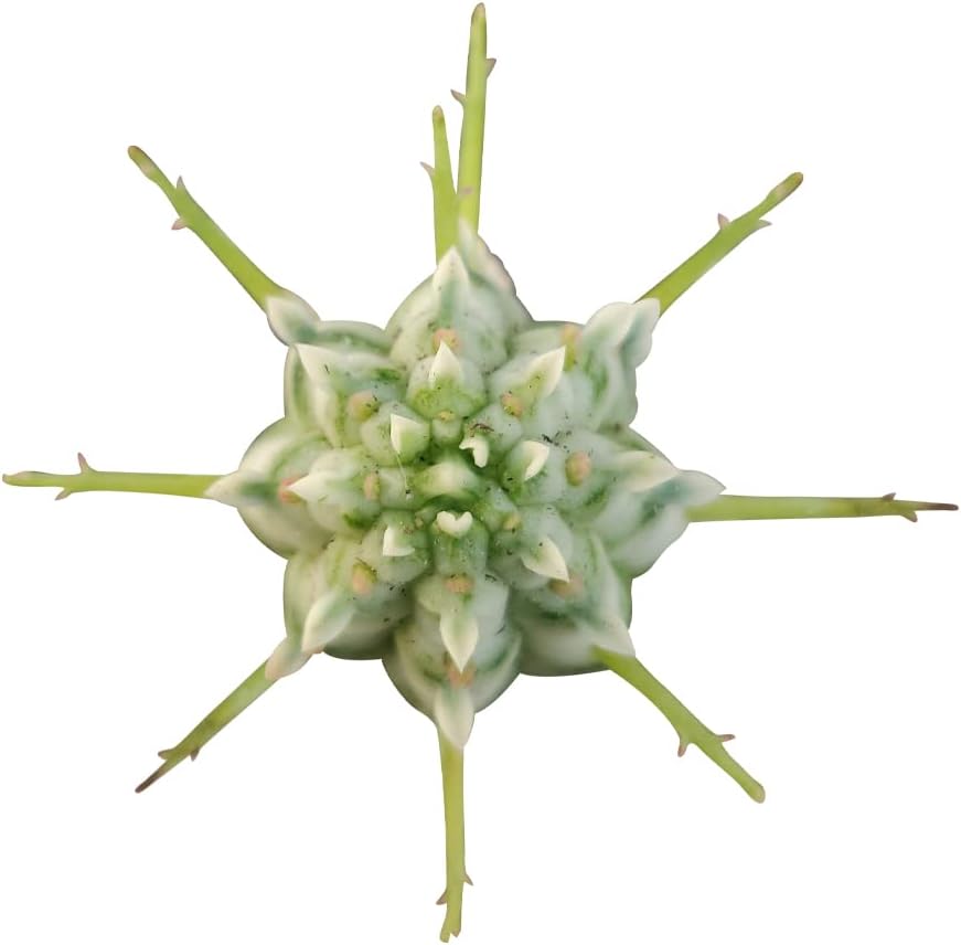 Variegated Corn Cob Cactus in Clay Pot K43891