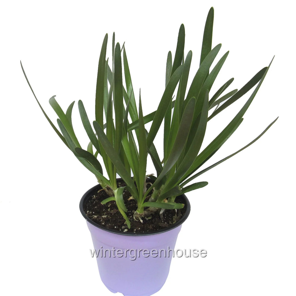 Allium Ornamental Onion - Pot Size: 4" - Flowering Plants G710659