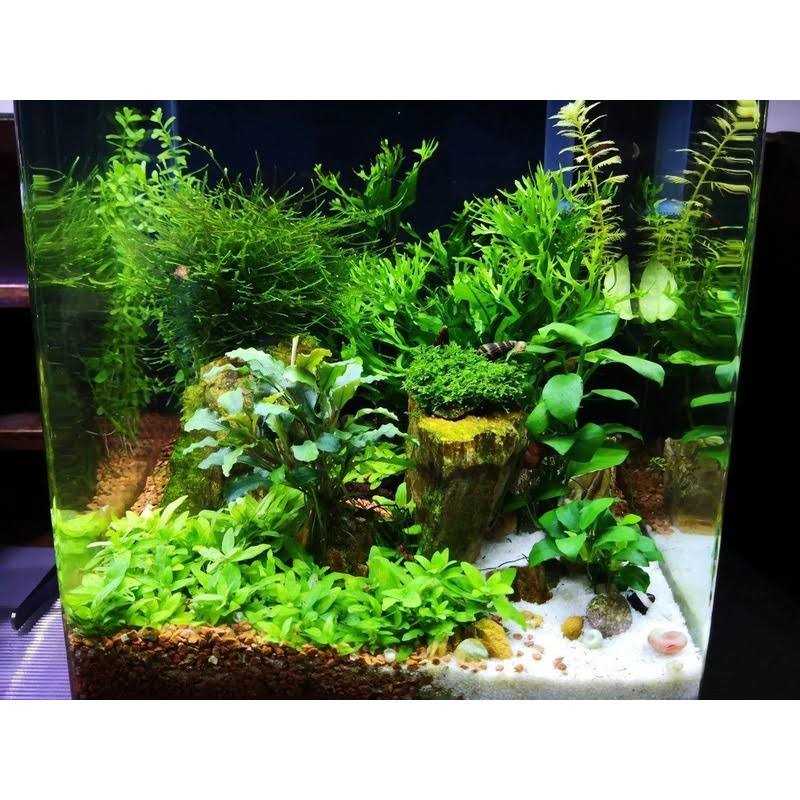 Omnivore Shrimp Food N318