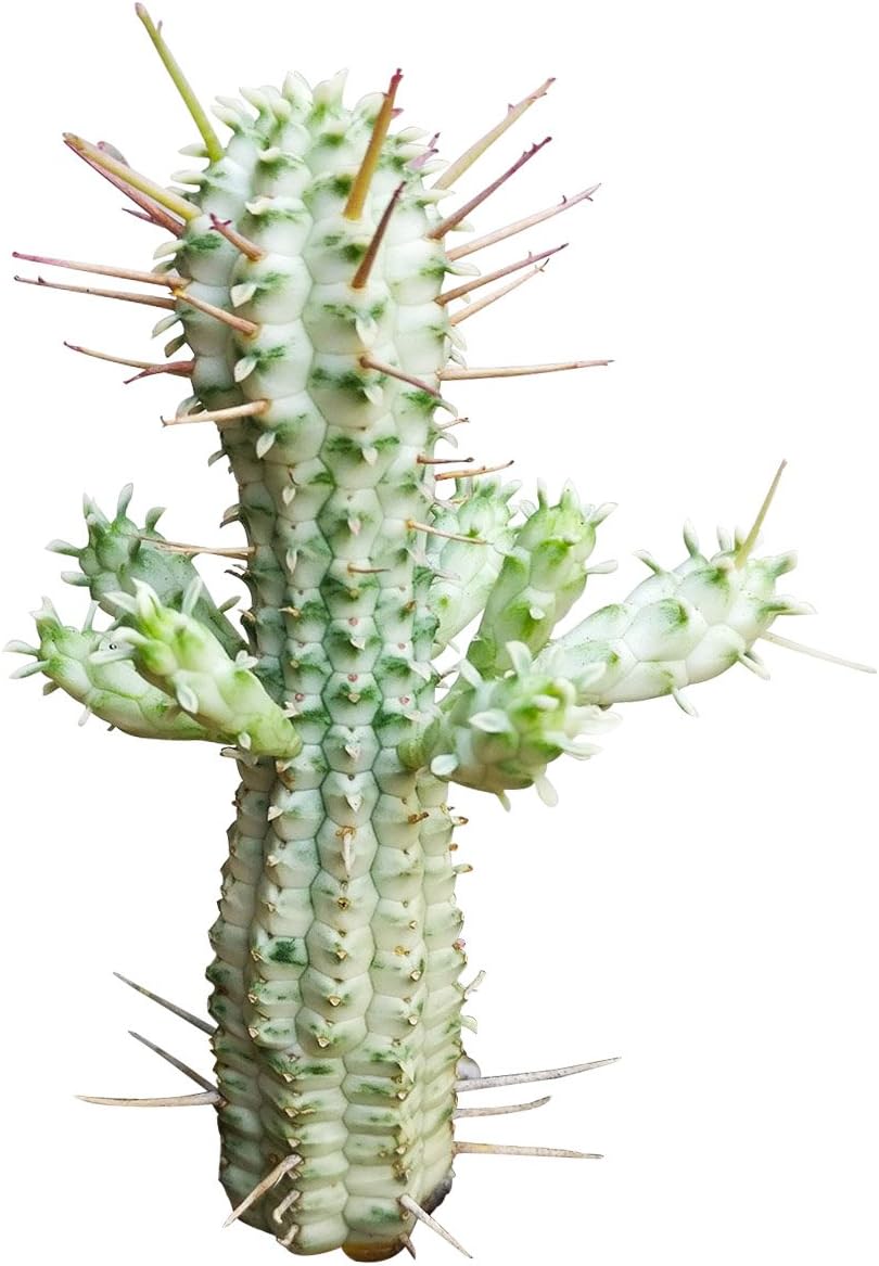 Variegated Corn Cob Cactus in Clay Pot K43891