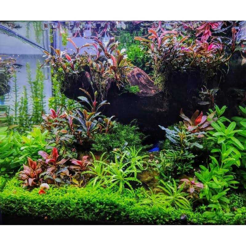 Omnivore Shrimp Food N318