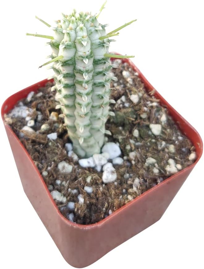 Variegated Corn Cob Cactus in Clay Pot K43891